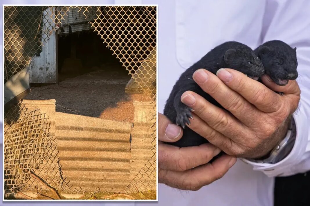 1,500 mink escape from Oregon farm after fence is cut open