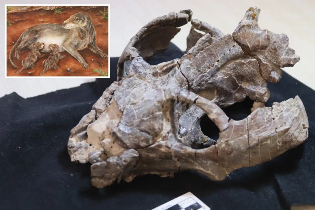 236-million-year old fossil reshapes history of mammal reproduction