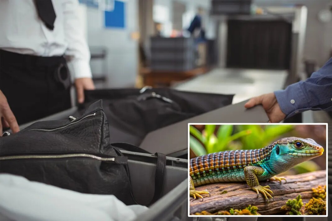 Accused smuggler busted after customs uncovers bizarre cargo hidden inside 22 pairs of socks