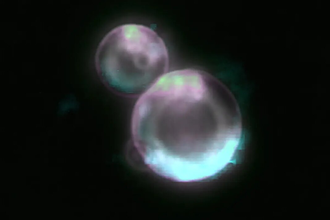Are scientists creating 'artificial life' playing God?