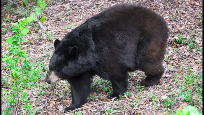 Bear-hunting season kicks off soon in Florida. Here’s what to know