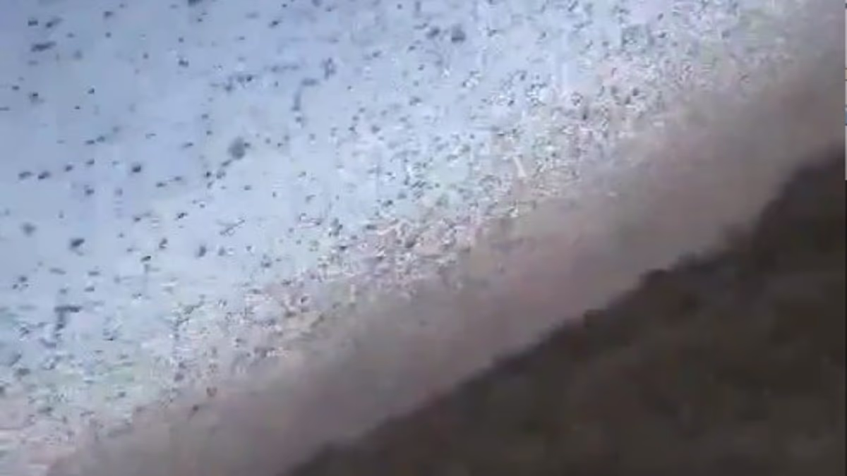 'Biblical' locust swarm sparks horror as bugs flood skies over Russia