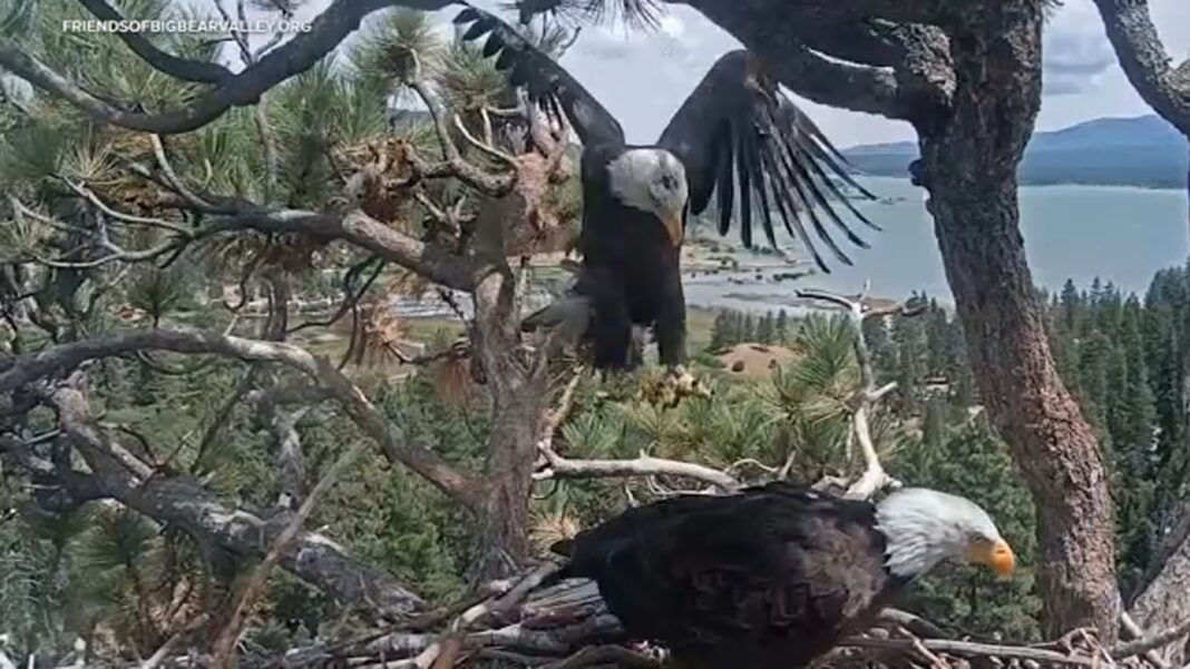 Big Bear Eagles: Meet 'Kaydee,' the new female eagle spending time with Jackie's mate Shadow