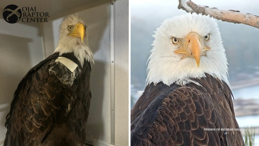 Big Bear eagle Jackie: New details shed light on what made bald eagle deteriorate, where her remains will be sent