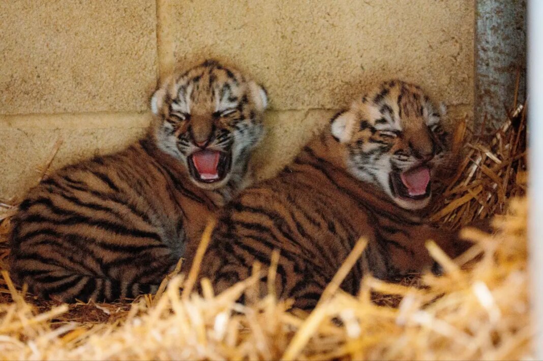 British safari park welcomes rare, adorable twin tiger cubs