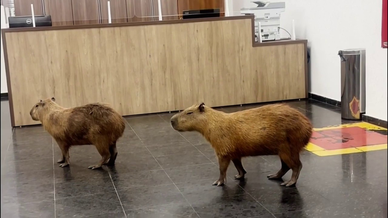 Delightful Chaos: Capybaras Make a Splash at Brazilian Lawmakers’ Voting Session