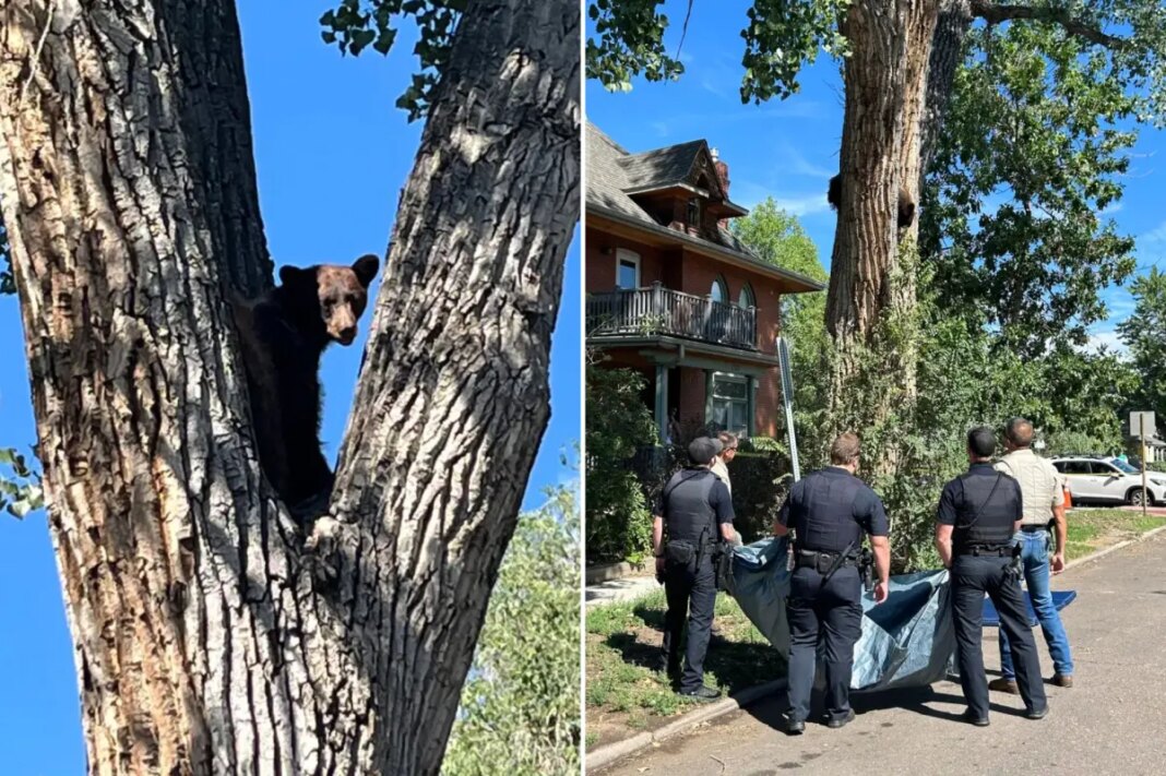 Colorado bear takes rough tumble from tree after wildlife officers tranquilize it