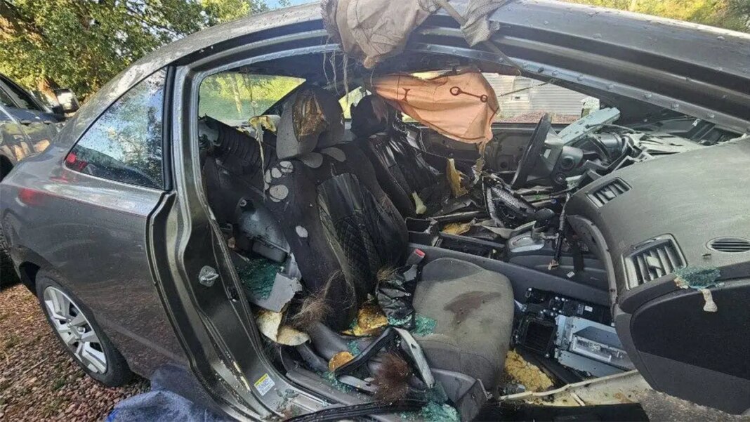Colorado black bear dies after becoming trapped inside unlocked car for days: report