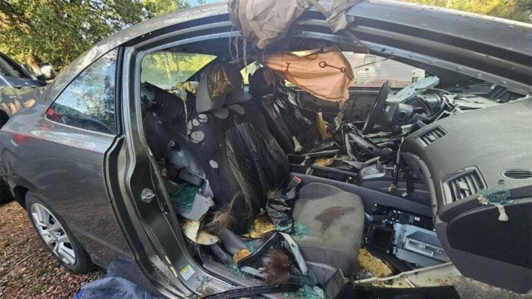 Colorado Black Bear Found Deceased After Getting Trapped in Unlocked Car