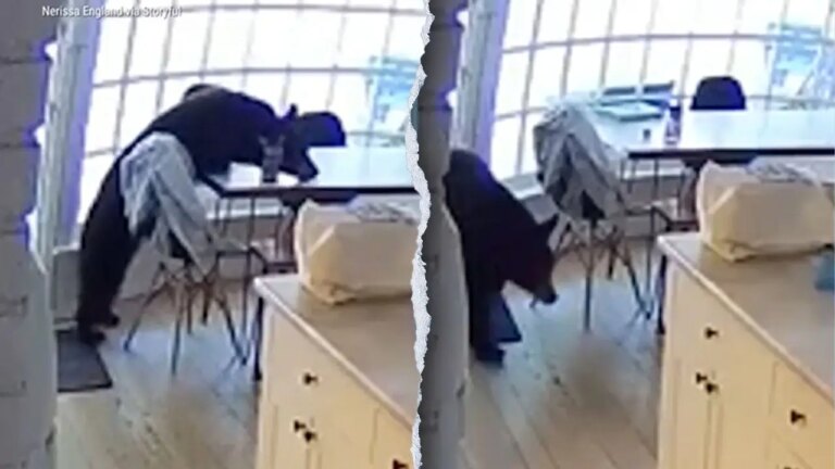 Colorado Family Wakes to Bear Eating Breakfast in Their Kitchen