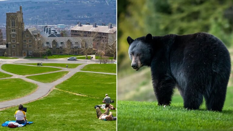 Cornell Bans Bear Butchering After Shocking Dorm Incident