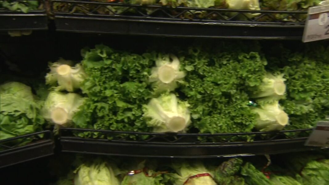 Cyclosporiasis outbreak linked to shredded iceberg lettuce expands to 15 states