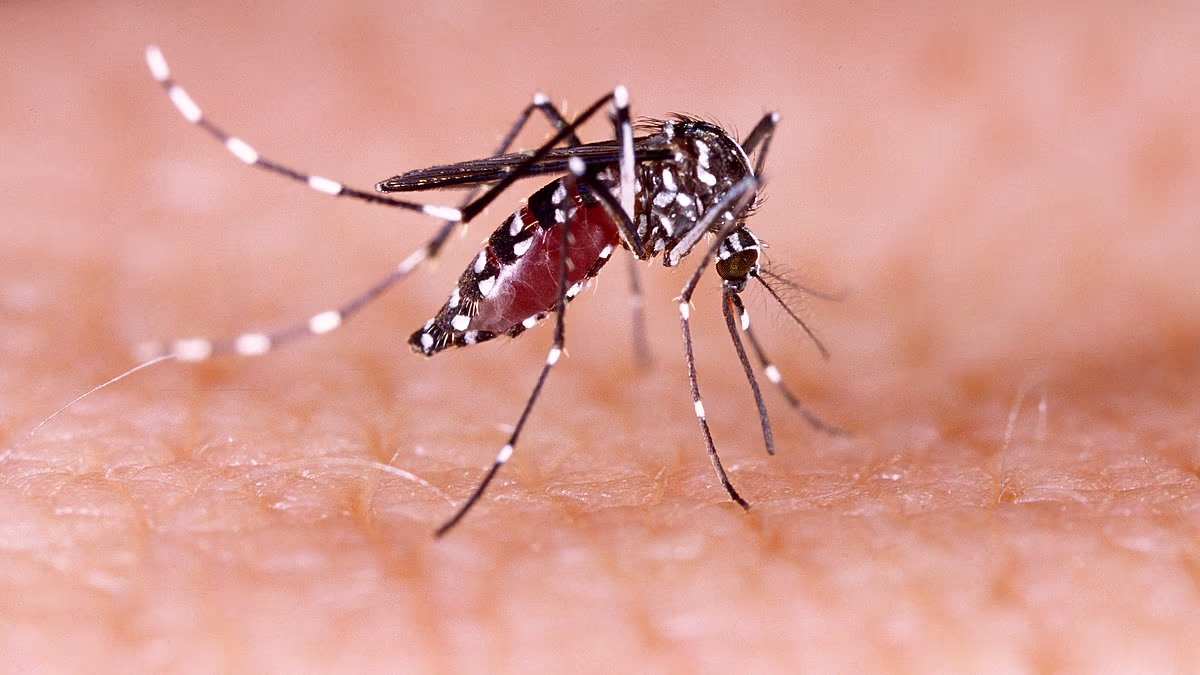 First locally acquired case of dengue fever in US state confirmed