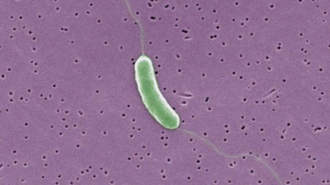 'Flesh-eating' bacteria kills 7 in Gulf Coast states. What to know about Vibrio vulnificus.