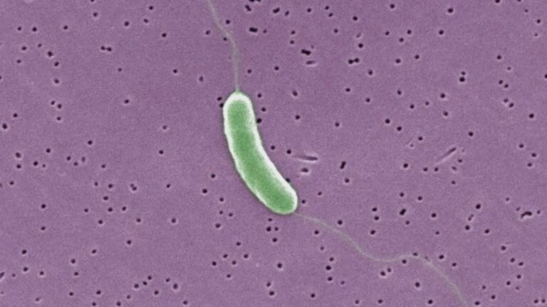 Understanding Vibrio Vulnificus: The Deadly Bacteria Behind 7 Fatalities in Gulf Coast States