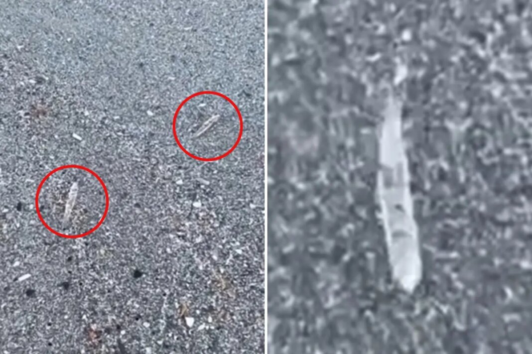 Florida 'jumping sticks' baffle beachgoers along Space Coast