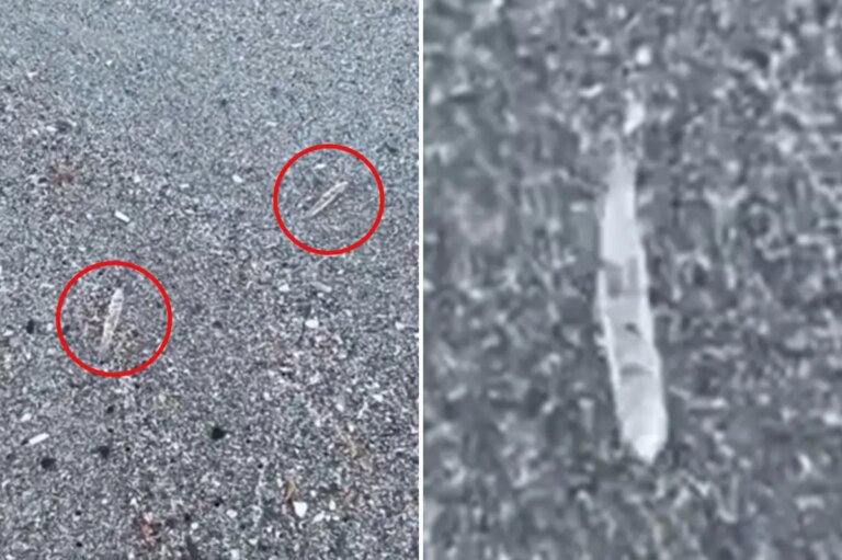 Mysterious ‘Jumping Sticks’ Astonish Visitors on Florida’s Space Coast Beaches