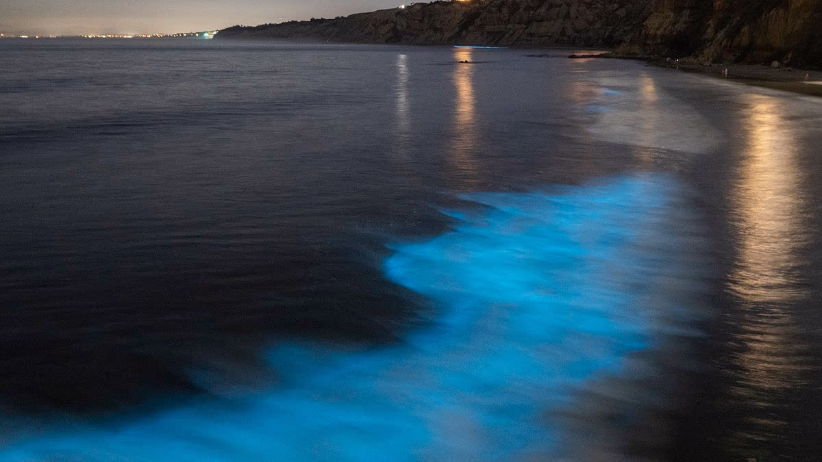 Friends found dead after setting off in canoe to see luminescence