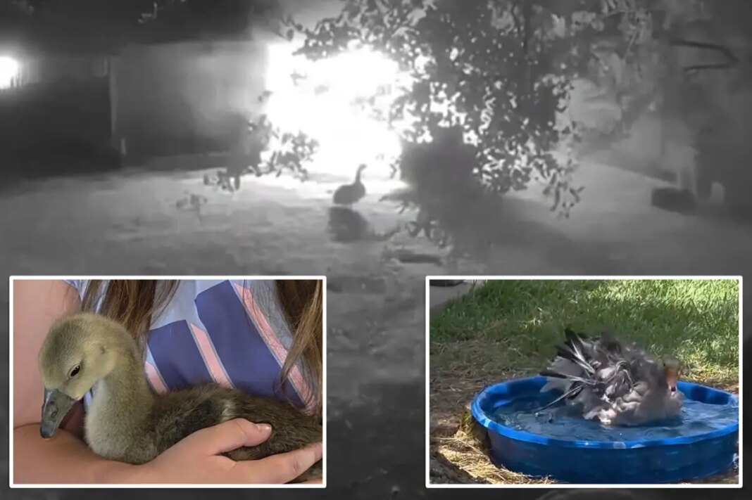 Heroic 4-month-old goose alerts Texas family to barn fire overnight