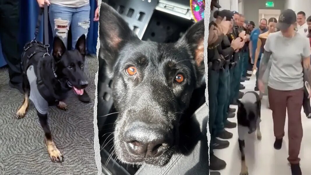 Heroic Florida K-9 returns to sheriff's office days after being shot protecting 3 deputies, losing leg
