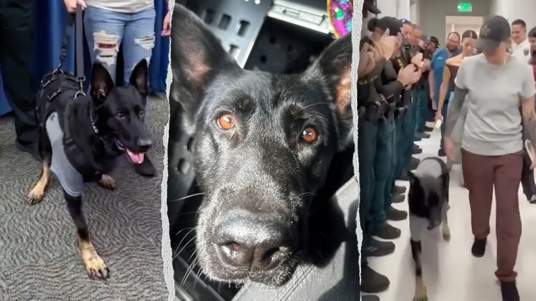 Brave Florida K-9 Triumphantly Rejoins Sheriff’s Office After Being Shot, Losing Leg While Protecting Deputies