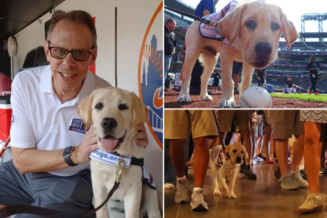 Howie Rose honored by future service dog training at Citi Field