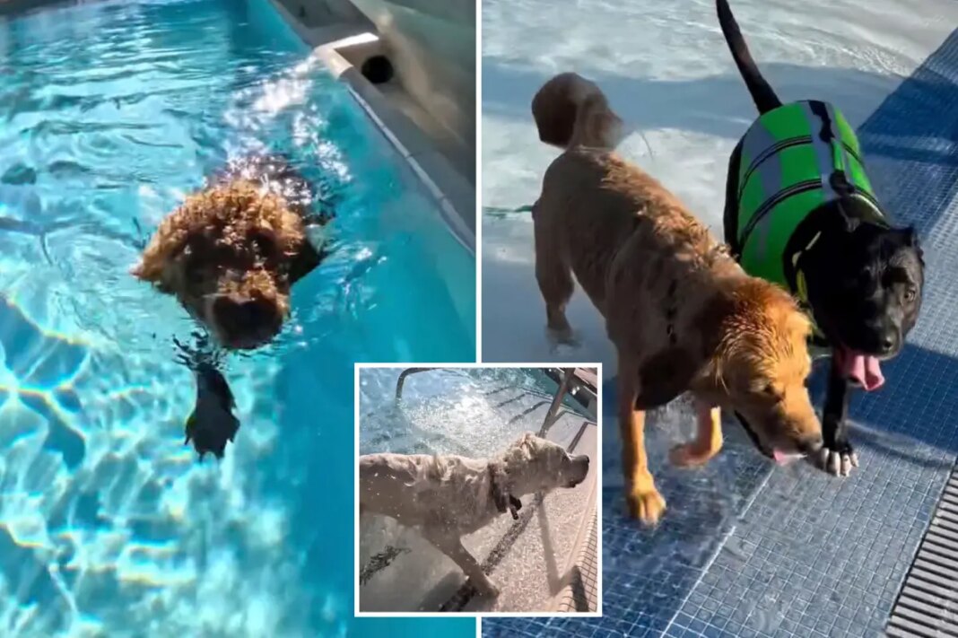 LA County “Pooches in the Pool” event lets dogs take over public pools this weekend