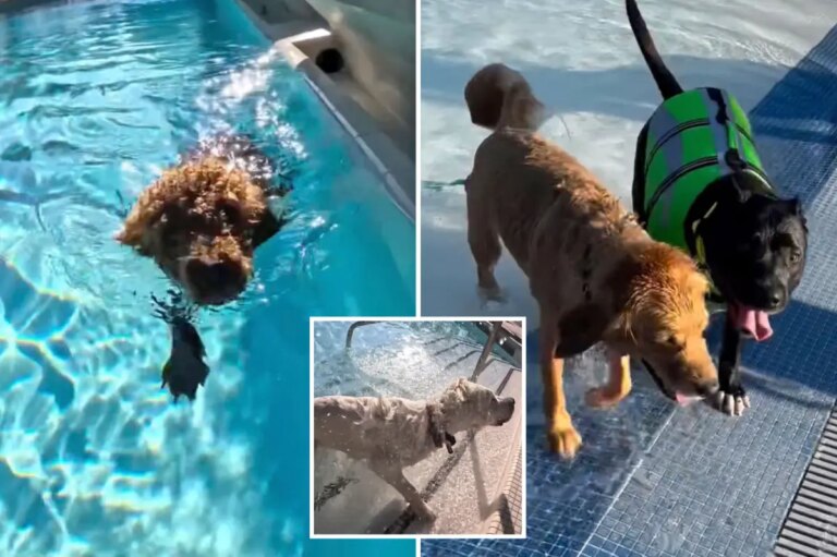 LA County Hosts “Pooches in the Pool” Event: Dogs Make a Splash in Public Pools This Weekend