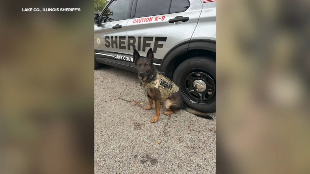 Lake County, Illinois deputy accused of leaving K-9 Axel alone in field; sheriff's office investigating