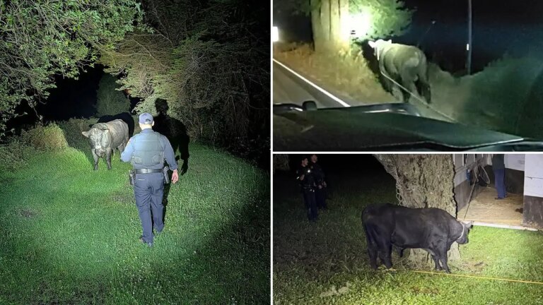Cowboy Skills Corral Bull on Bustling California Highway After Midnight Chase