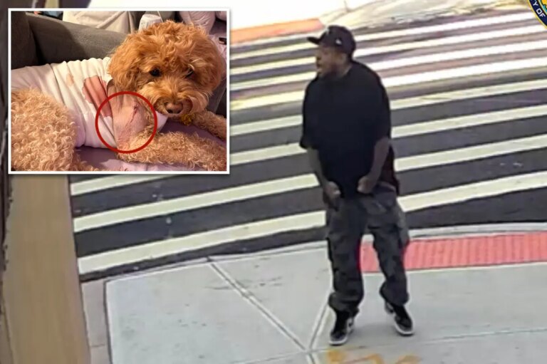 Brooklyn Shooter Targets Dog, Misses Vulnerable Woman