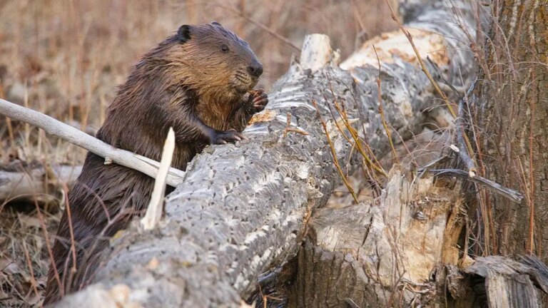 Maryland on Edge: Third Rabid Beaver Attack Sparks Public Health Alert