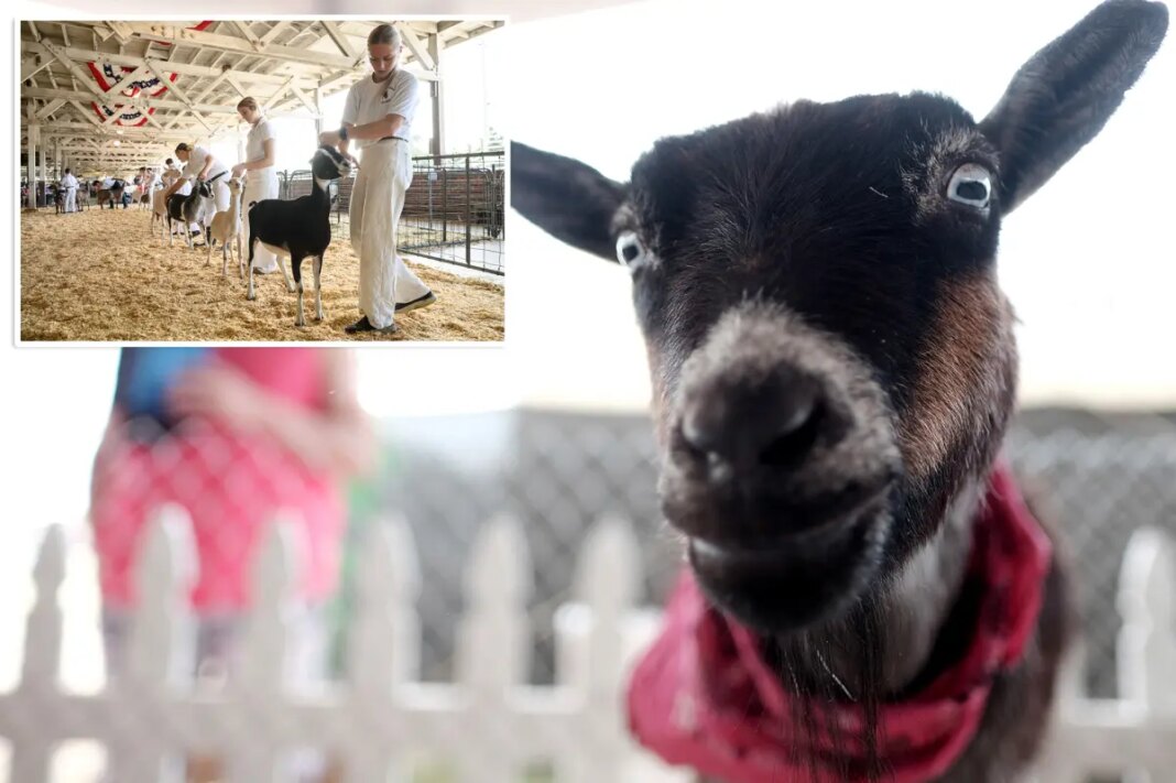 North Carolina warns Farm Adventures visitors of rabies exposure after baby goats test positive