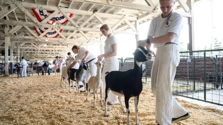 North Carolina Issues Rabies Exposure Warning After Baby Goats at Mobile Petting Zoo Test Positive