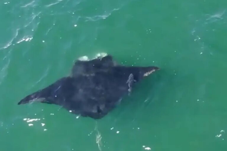 Rare Sighting: Majestic Oceanic Manta Ray Graces Long Island’s Waters for the First Time