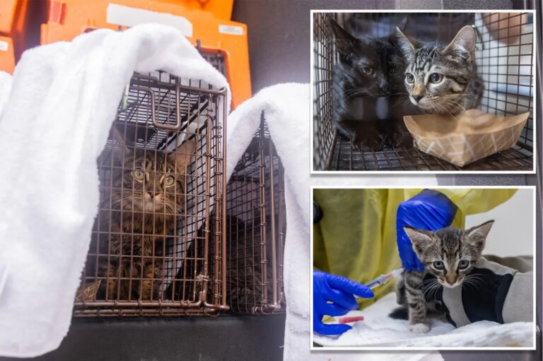 Massive NYC Cat Rescue: Over 100 Felines Saved from Squalid Conditions in One Day