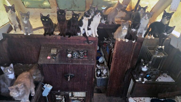 60 Cats and Kittens Rescued from Abandoned Sailboat in Dramatic 6-Day Washington Beach Operation