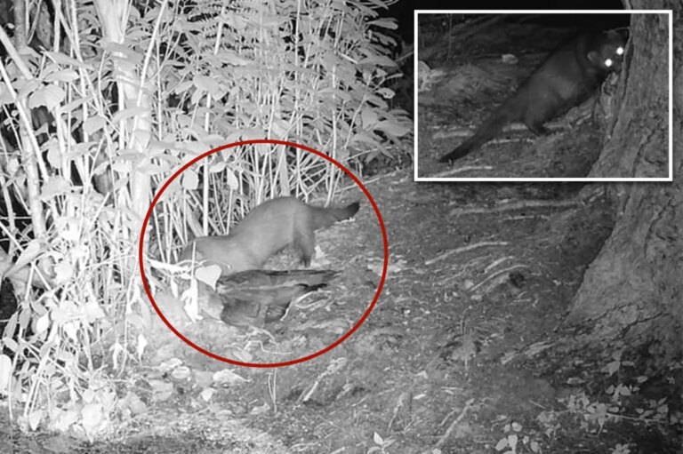 Rare American Mink Sighted on Long Island: A 31-Year Conservation Breakthrough