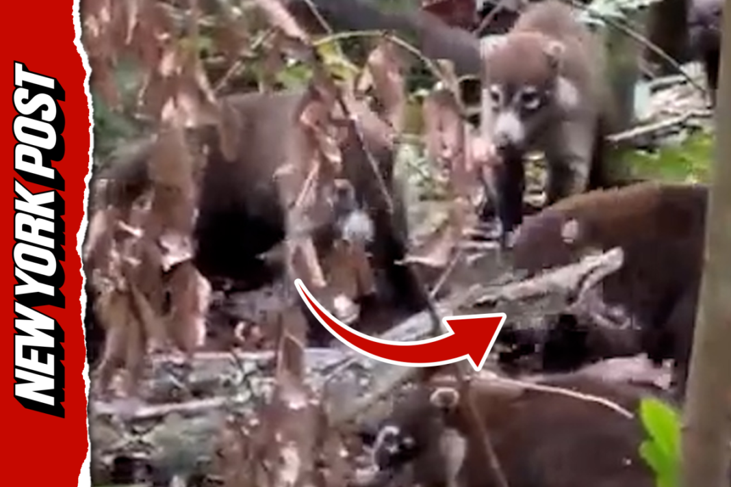 Rare video shows pack of coatis attacking massive boa constrictor (Video)