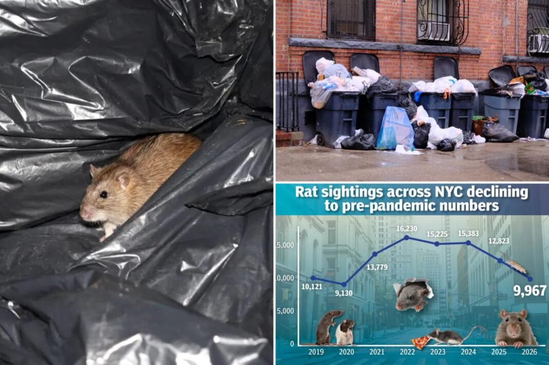 Rat sightings on track to pandemic lows in NYC, data shows