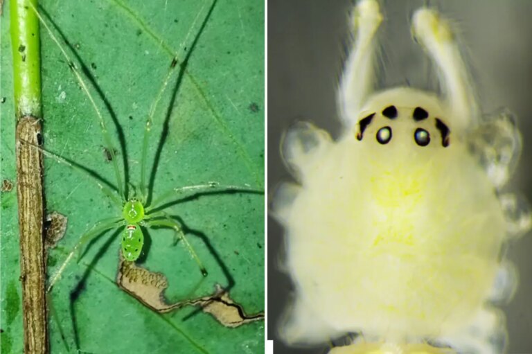 Unveiling the Happy-Faced Spider: New Species with Rare Genetics Discovered in India
