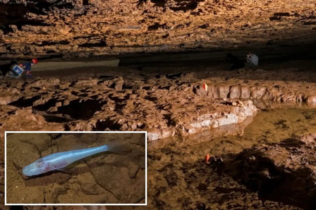 Scientists discover new 'demon cavefish' in highly-studied Alabama cave