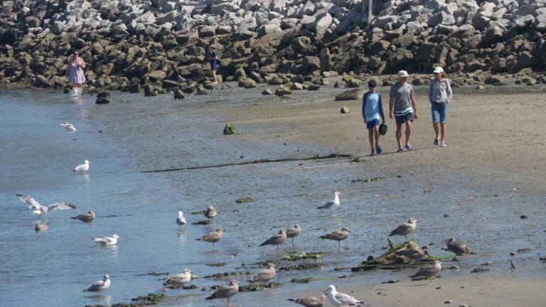 Southern Maine Shark Sightings Surge as Experts Reveal Why