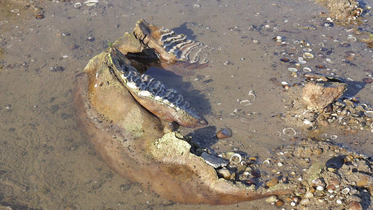 The secrets of the River Danube revealed by drought
