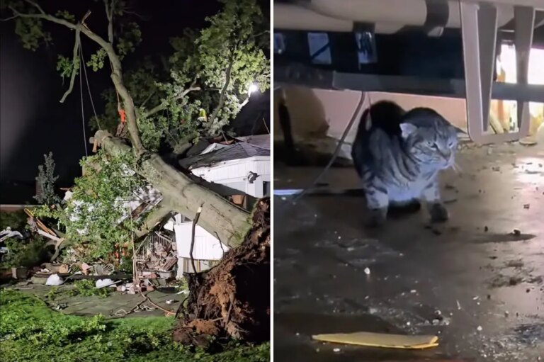 Massive Tree Damages Long Island Home Amid Storms, Rescue Efforts Underway for Dozens of Trapped Cats