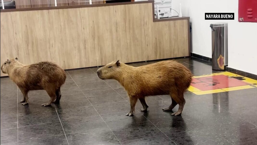 WATCH: Capybaras keep their chill while crashing Brazilian legislature