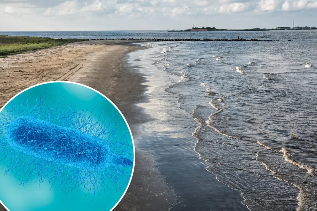 What is Vibrio vulnificus? Deadly flesh-eating bacteria infections surge in South