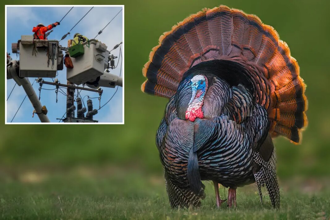 Wild turkeys blamed for multiple power outages in California coastal town