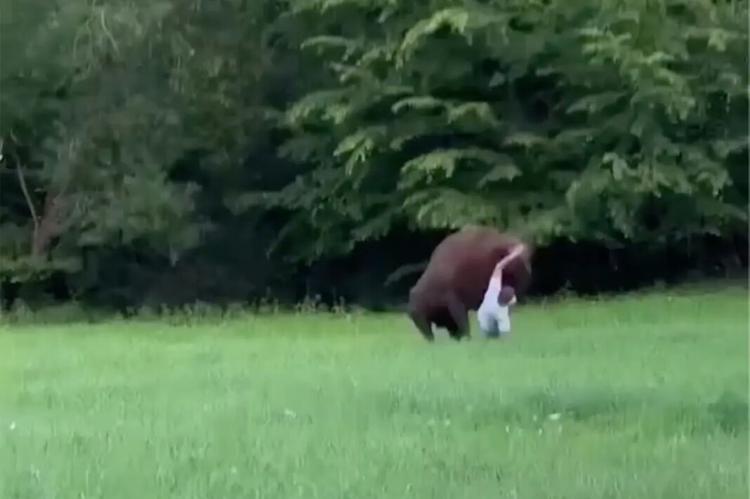Wild video shows huge bison knock tourist to ground in Polish forest