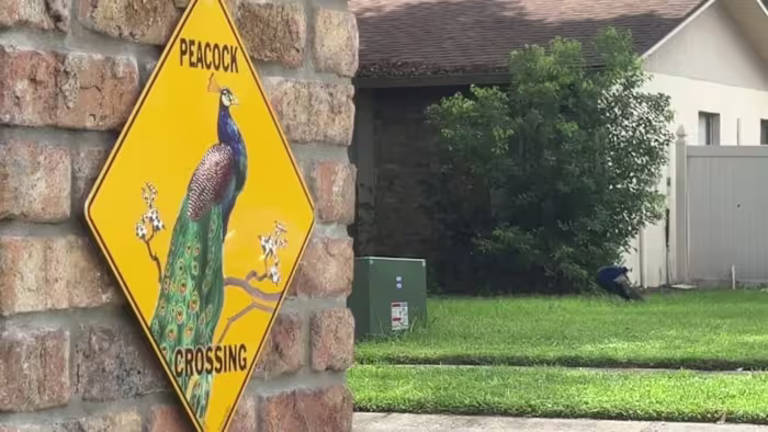 ‘Peacock patrol’ in Casselberry: Protected birds divide neighbors as city reconsiders sanctuary rules